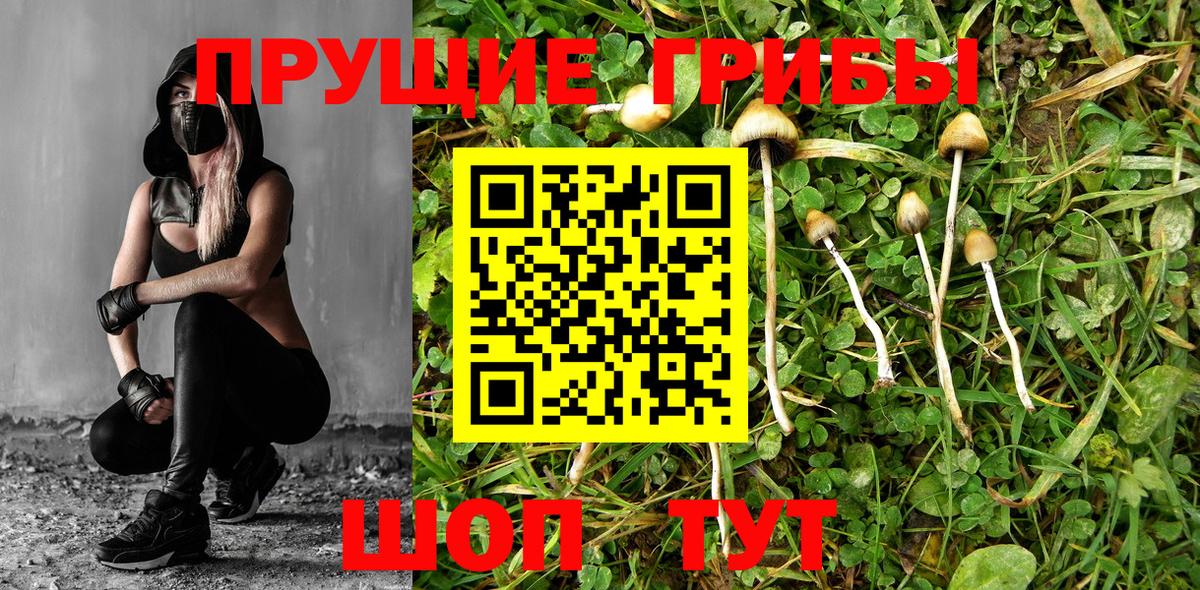 Псилоцибиновые грибы Psilocybine cubensis  Вход с VPN  Хасавюрт 